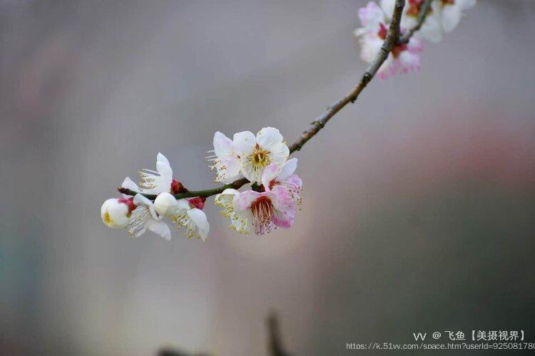 飞鱼【美摄视界】