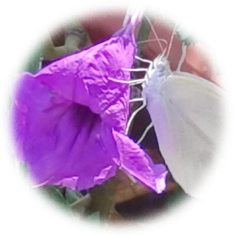 💞心✨援💞开心