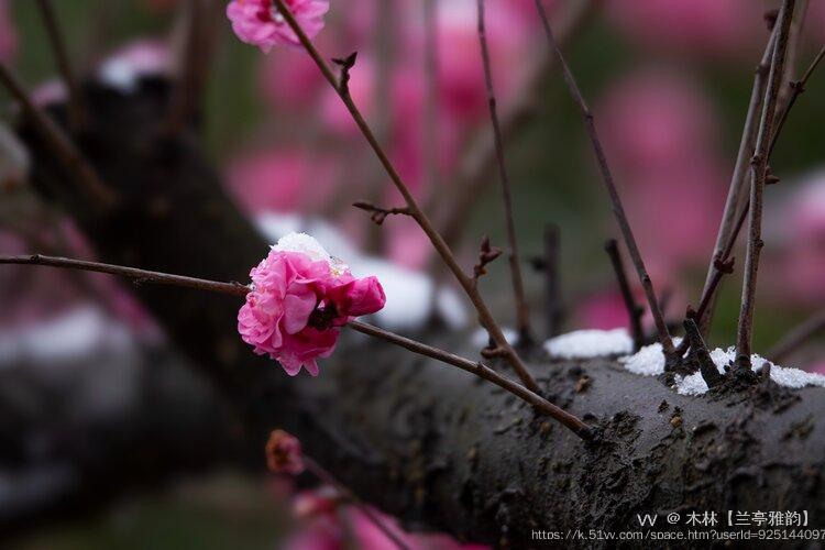 木林【兰亭雅韵】