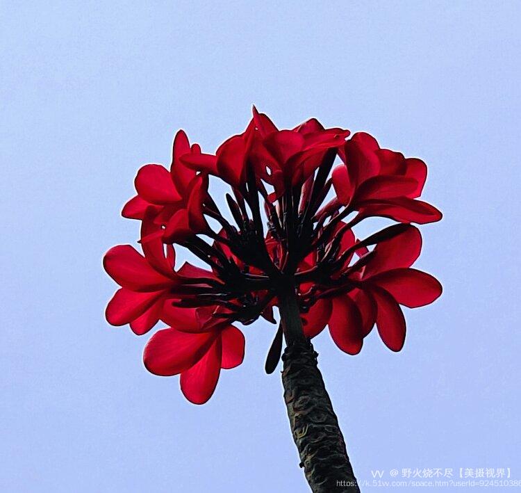 野火烧不尽【美摄视界】