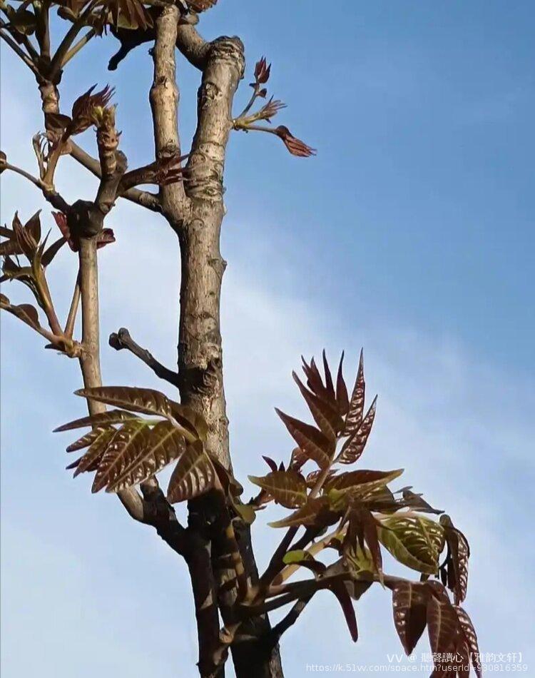 聽聲讀心【雅韵文轩】