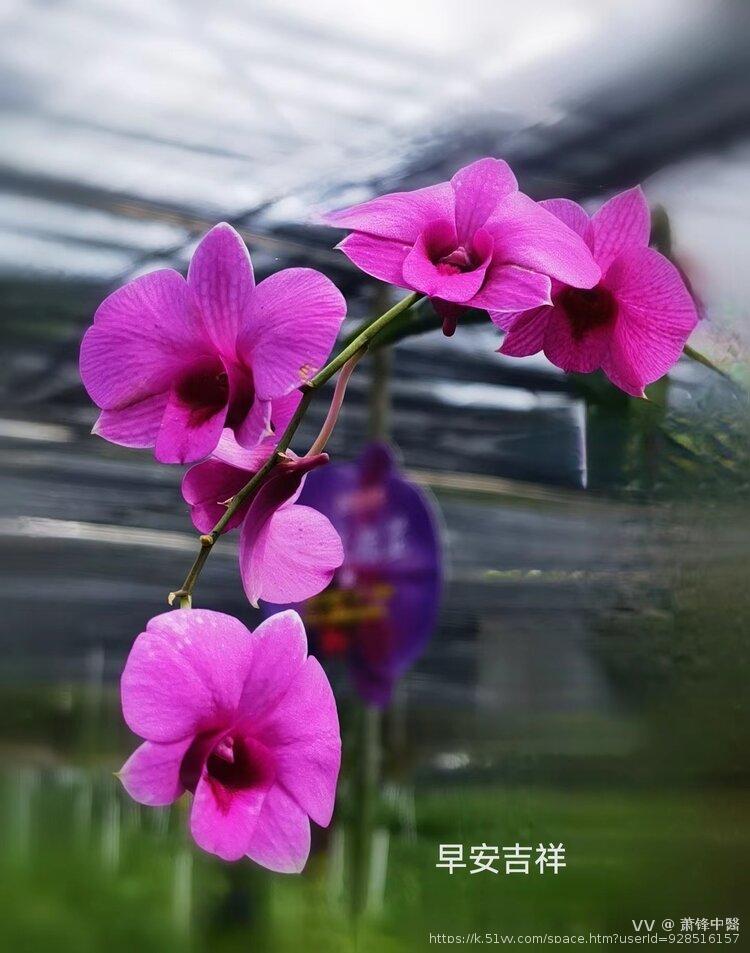 萧锋中醫