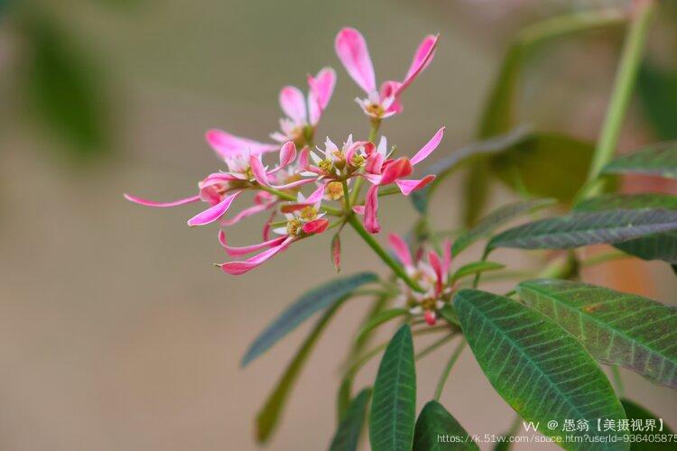 愚翁【美摄视界】