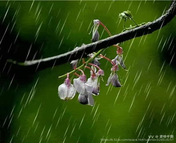 萧锋中醫