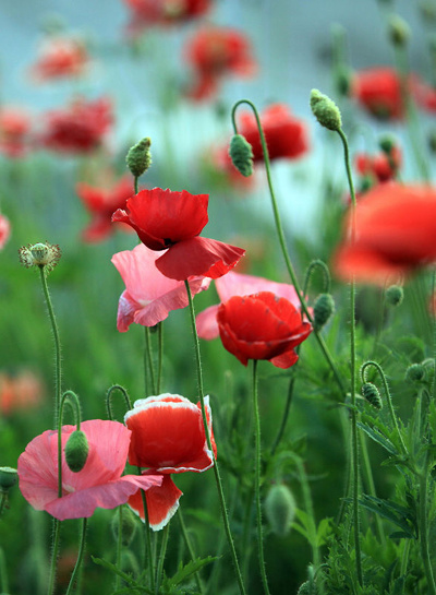 虞美人【首发】