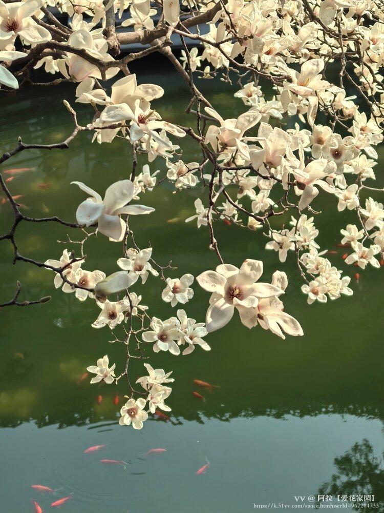 阿拉【爱花家园】