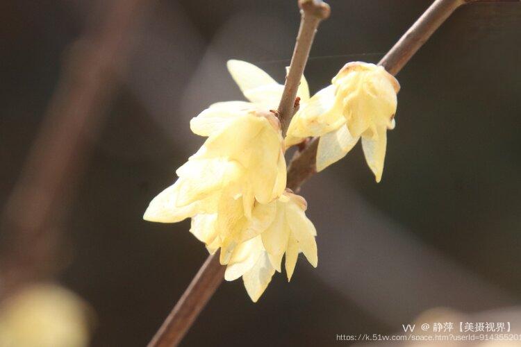 静萍【美摄视界】