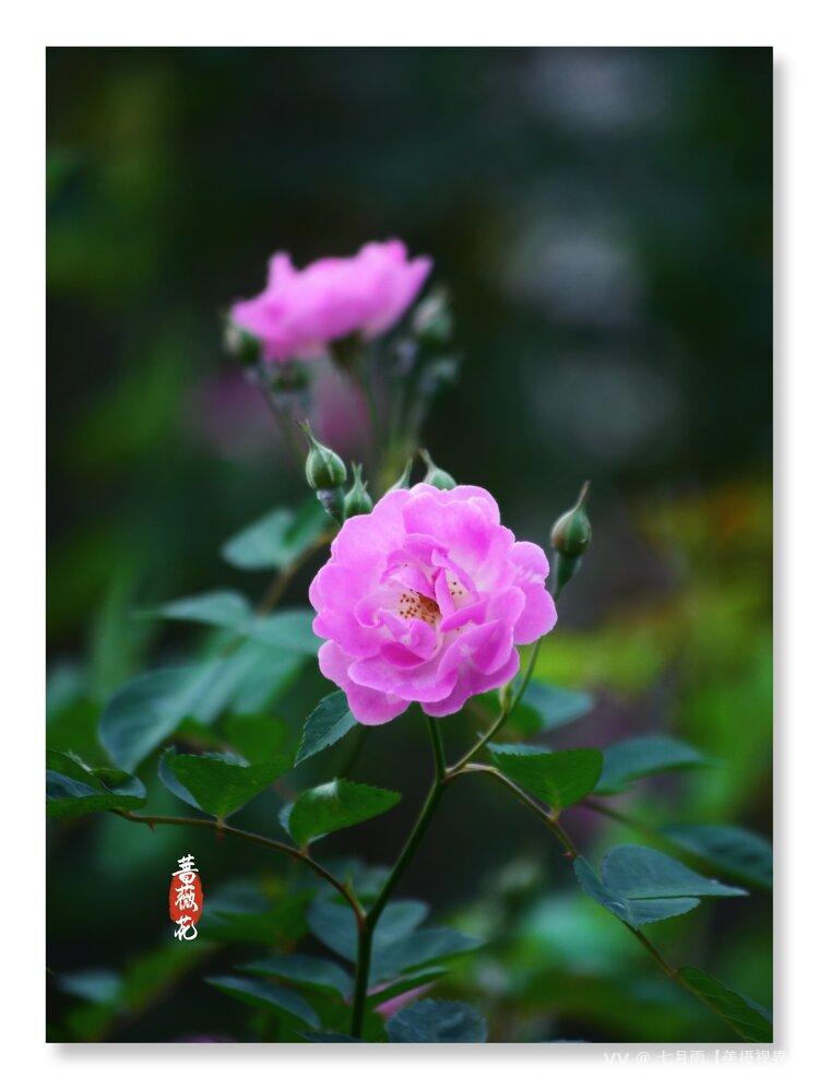 七月雨【美摄视界】 