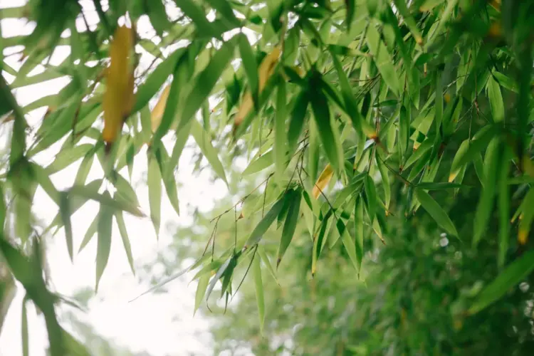 秦声缘💫缘分相遇