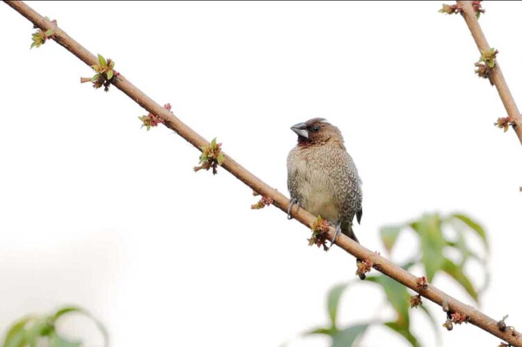 🔆小鸟依人🐦