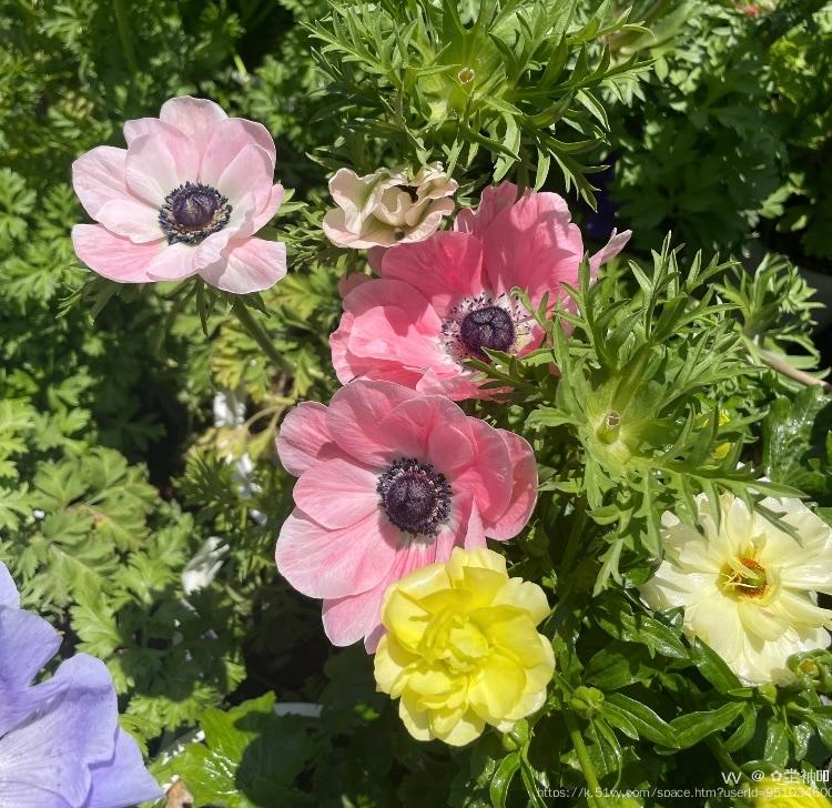 ✿͜坣袖༣ྀ࿆