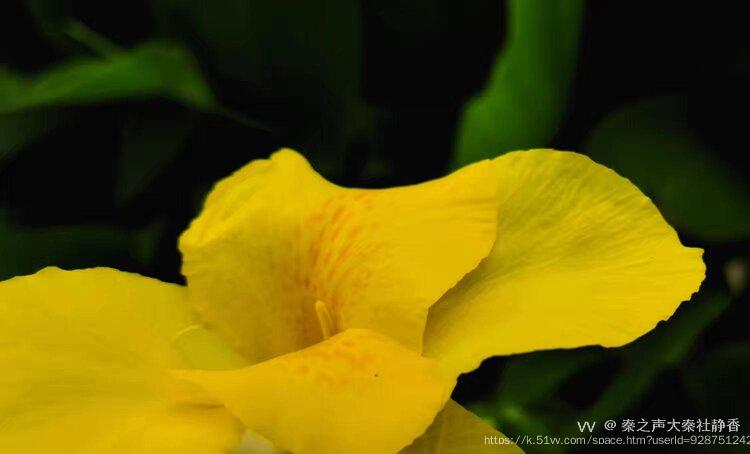 秦之声大秦社静香