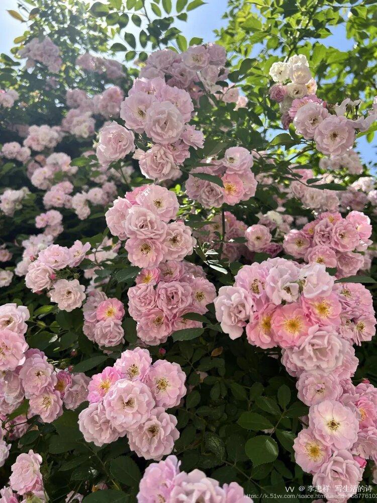 李忠祥  写生活的诗