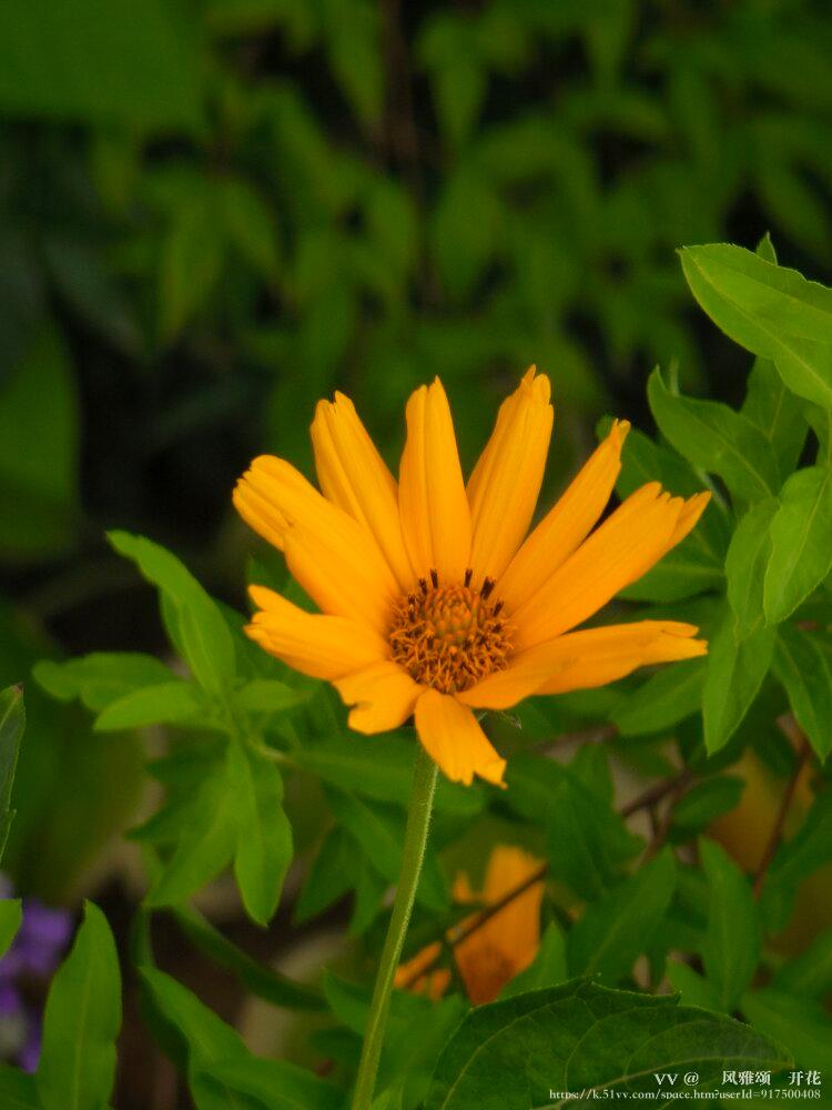 💞风雅颂🎋开花