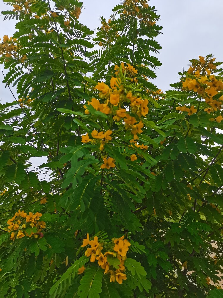 XST😊歌诵🍸豪族唱将