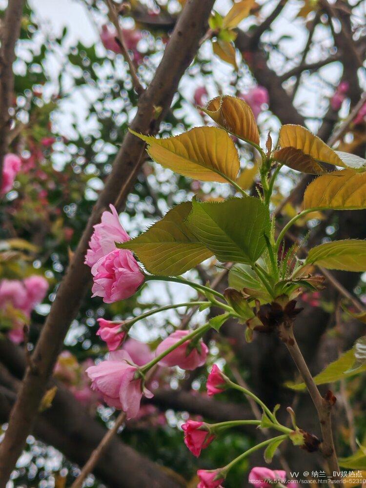 纳兰＿🎤V娱热点