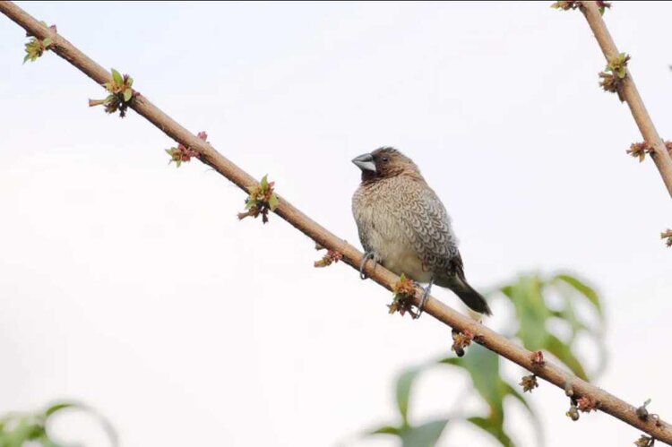 🔆小鸟依人🐦