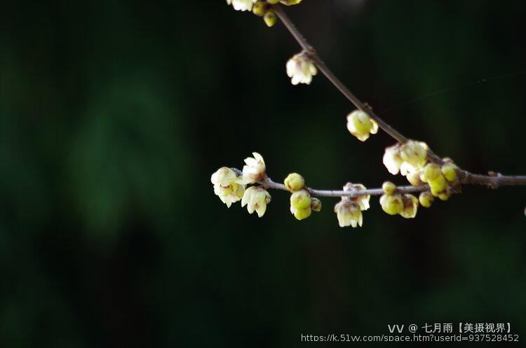 七月雨【美摄视界】 