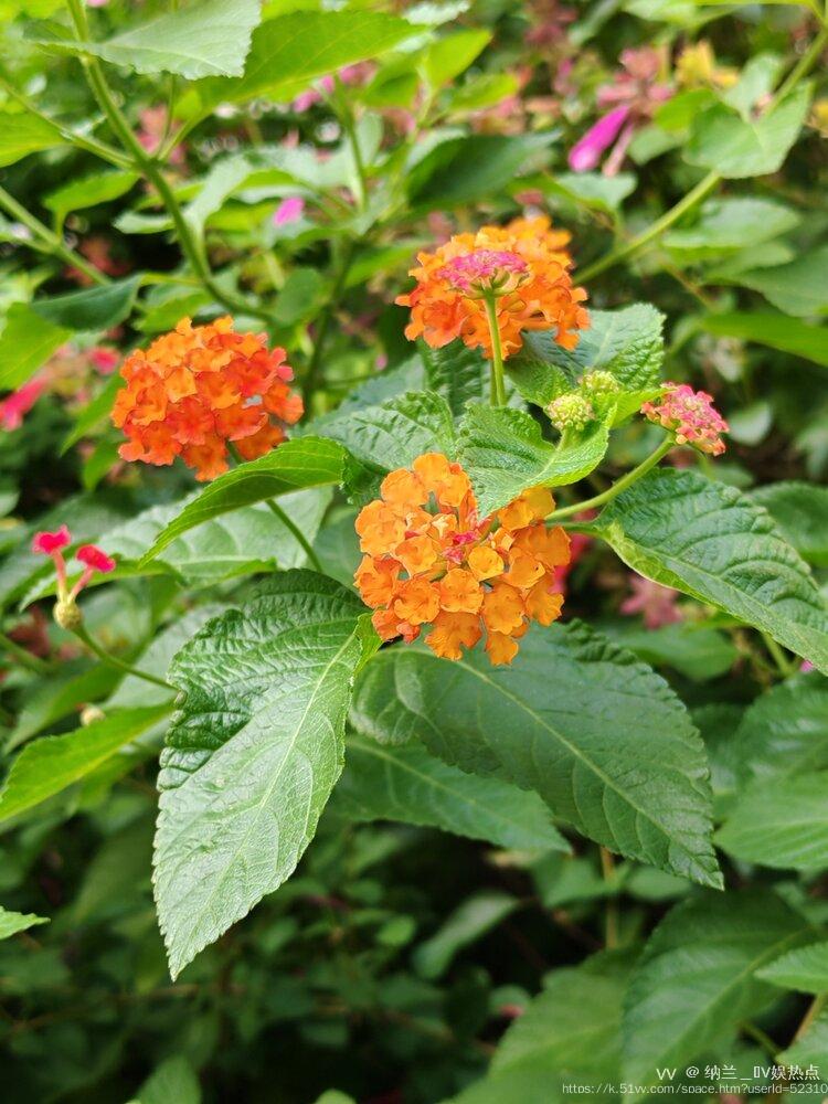 纳兰＿🎤V娱热点