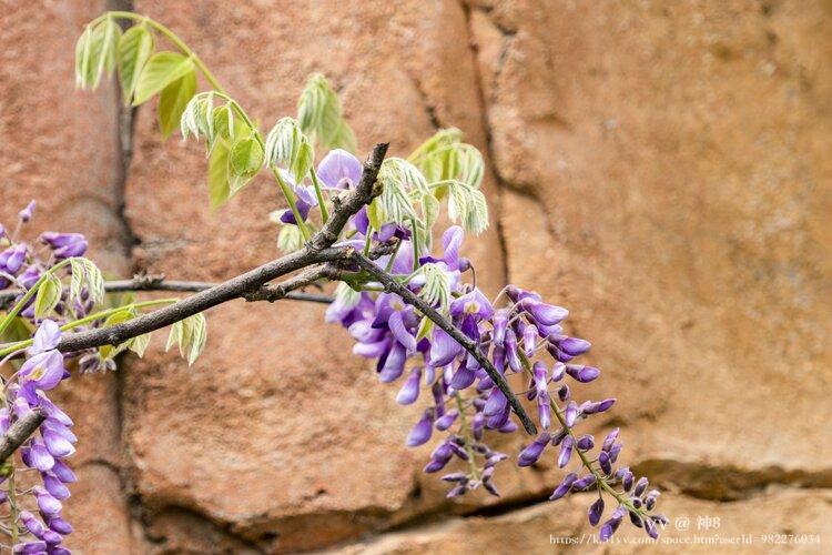 神8🇨🇳🇨🇳🇨🇳