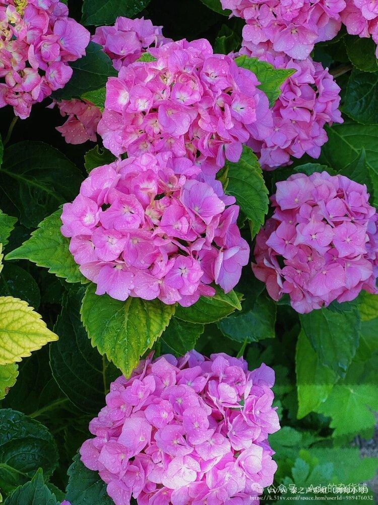 秦之声彩虹（舞师小号）