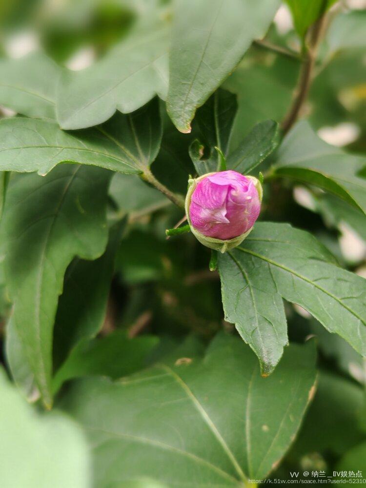 纳兰＿🎤V娱热点