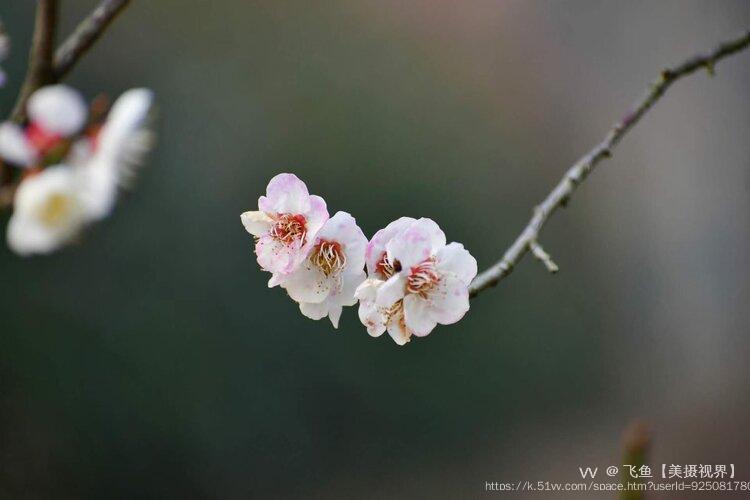 飞鱼【美摄视界】