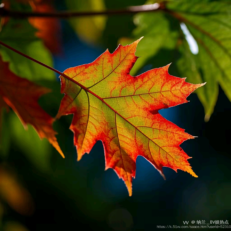 纳兰＿🎤V娱热点