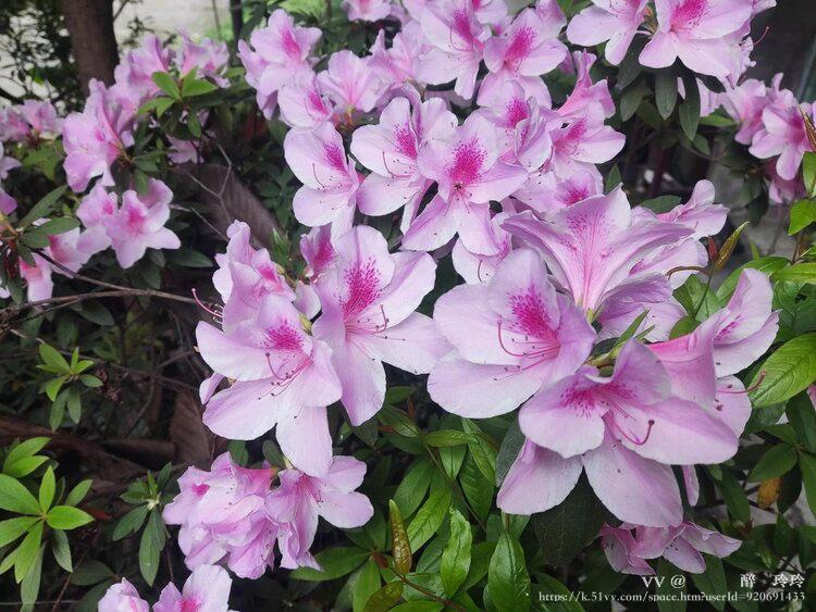 🇨🇳🎖️醉🍒玲玲