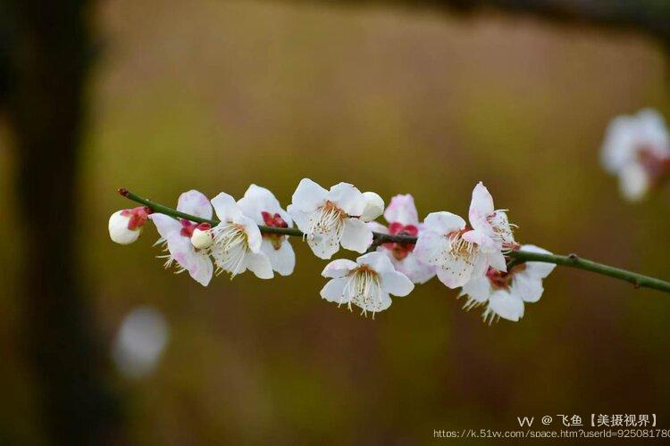 飞鱼【美摄视界】