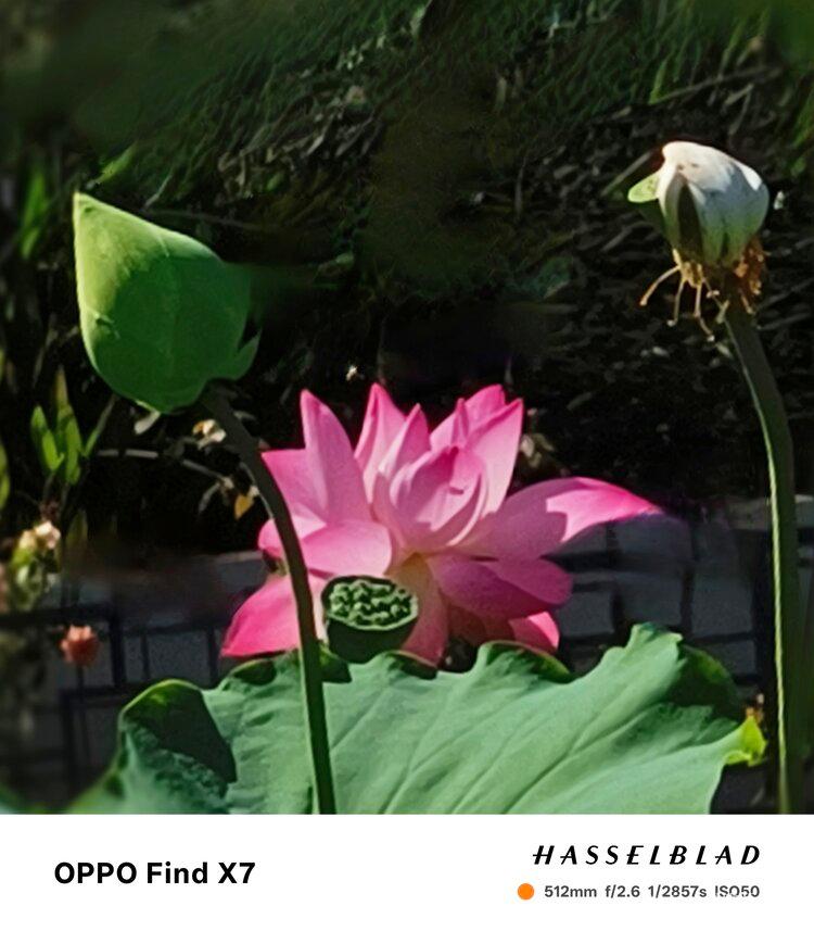 💞风雅颂🎋开花