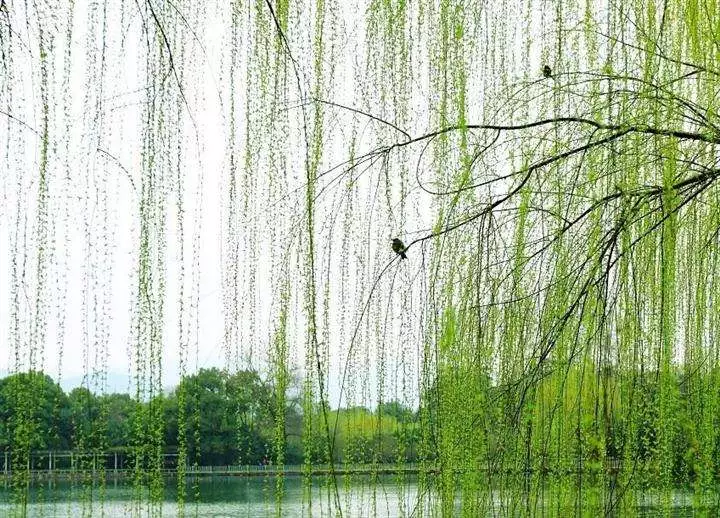 指尖花花