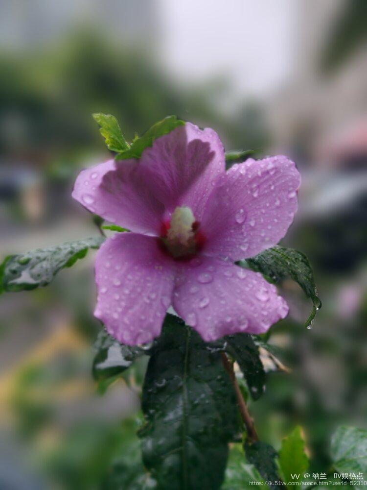 纳兰＿🎤V娱热点