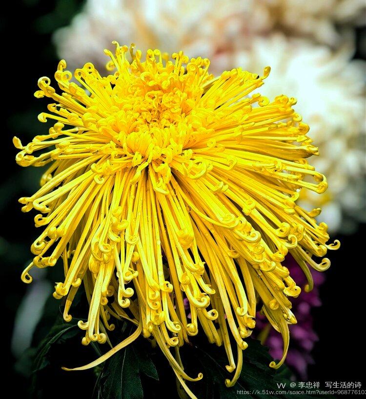 李忠祥  写生活的诗