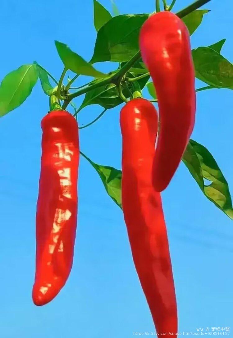 萧锋中醫