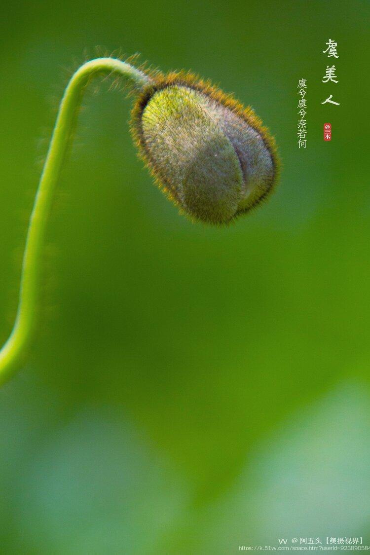 阿五头【美摄视界】