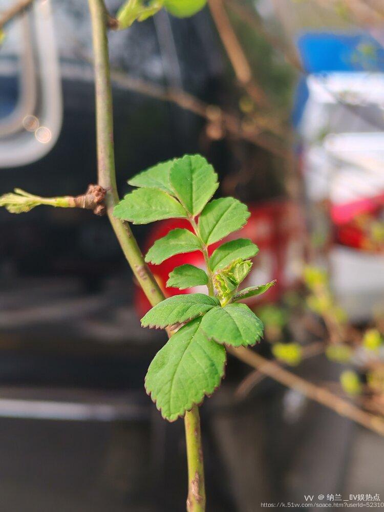 纳兰＿🎤V娱热点