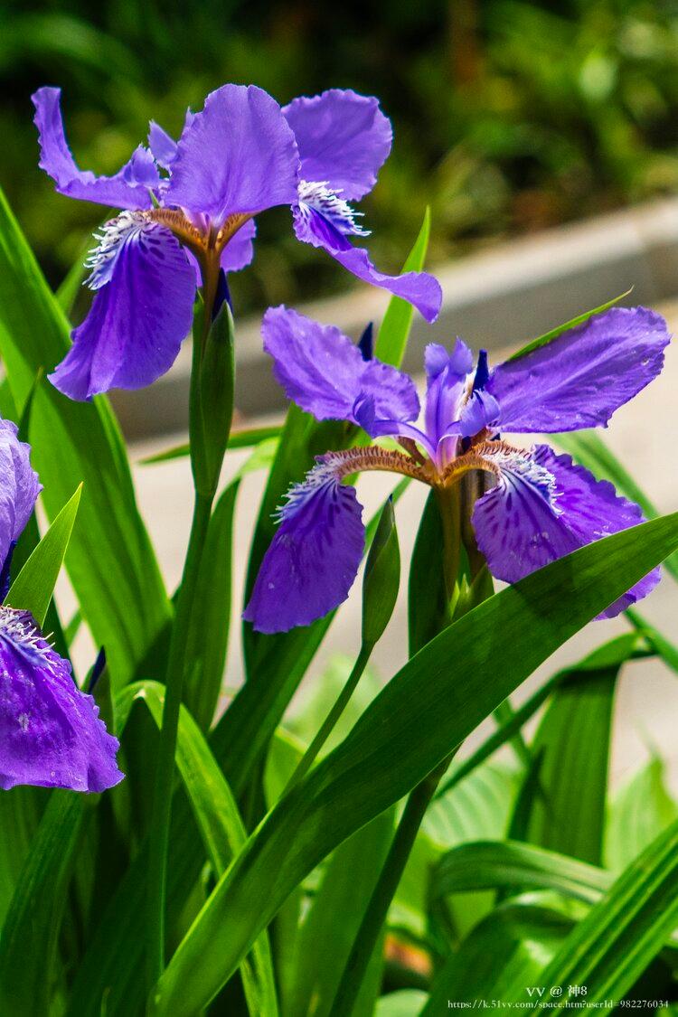 神8🇨🇳🇨🇳🇨🇳