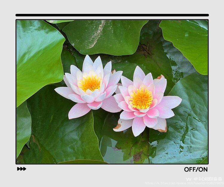 💞心✨援💞淼淼