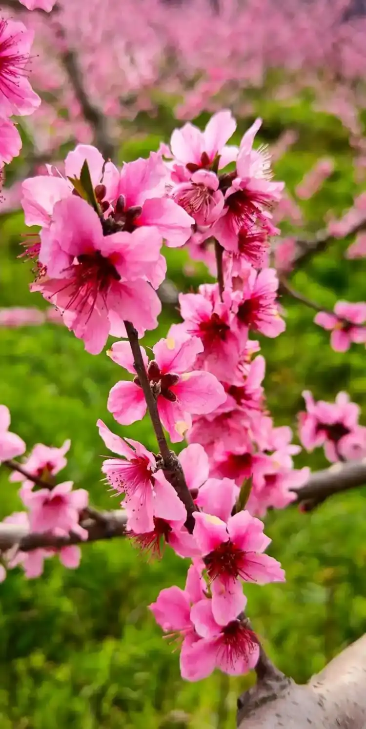 苏莯