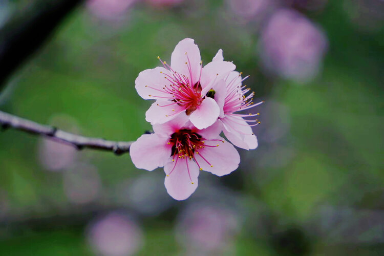 猫咪【美摄视界】