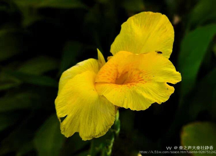 秦之声大秦社静香