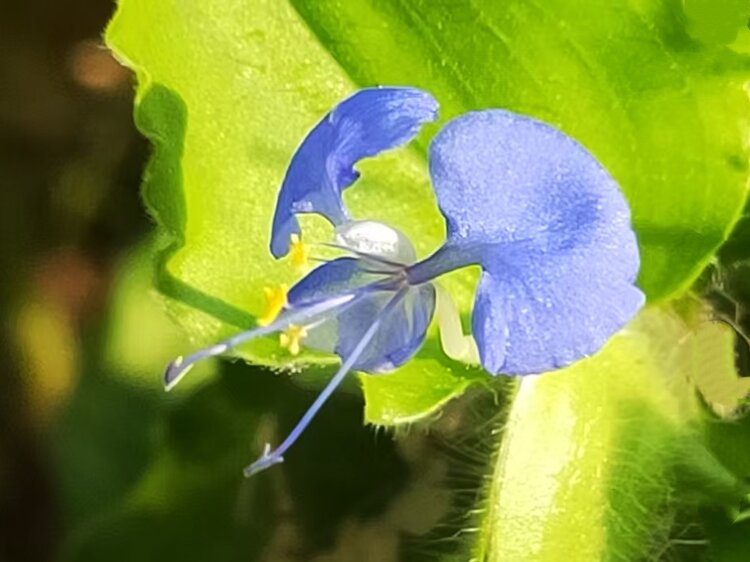 心静淡然【爱花家园】