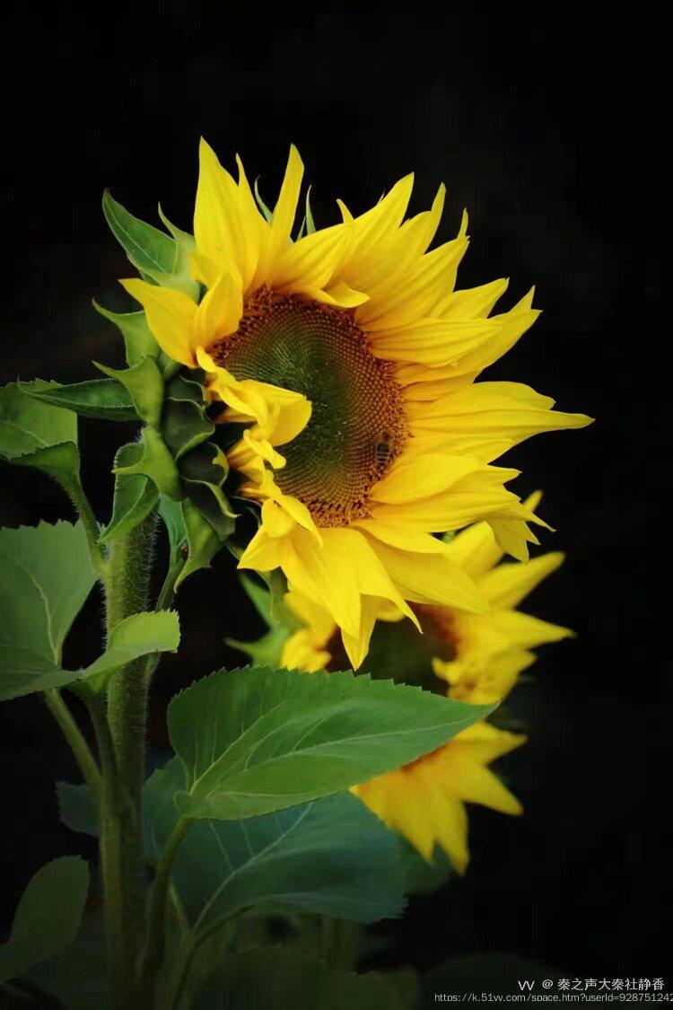 秦之声大秦社静香