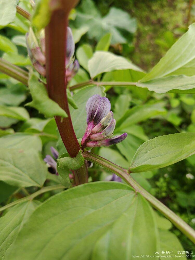 纳兰＿🎤V娱热点