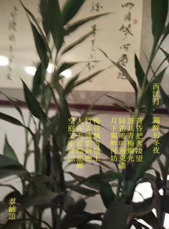 喵星ⓜ¹泰屾誏