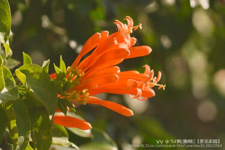 52鹦ꦿོ鹉螺ꦿ【爱花家园】