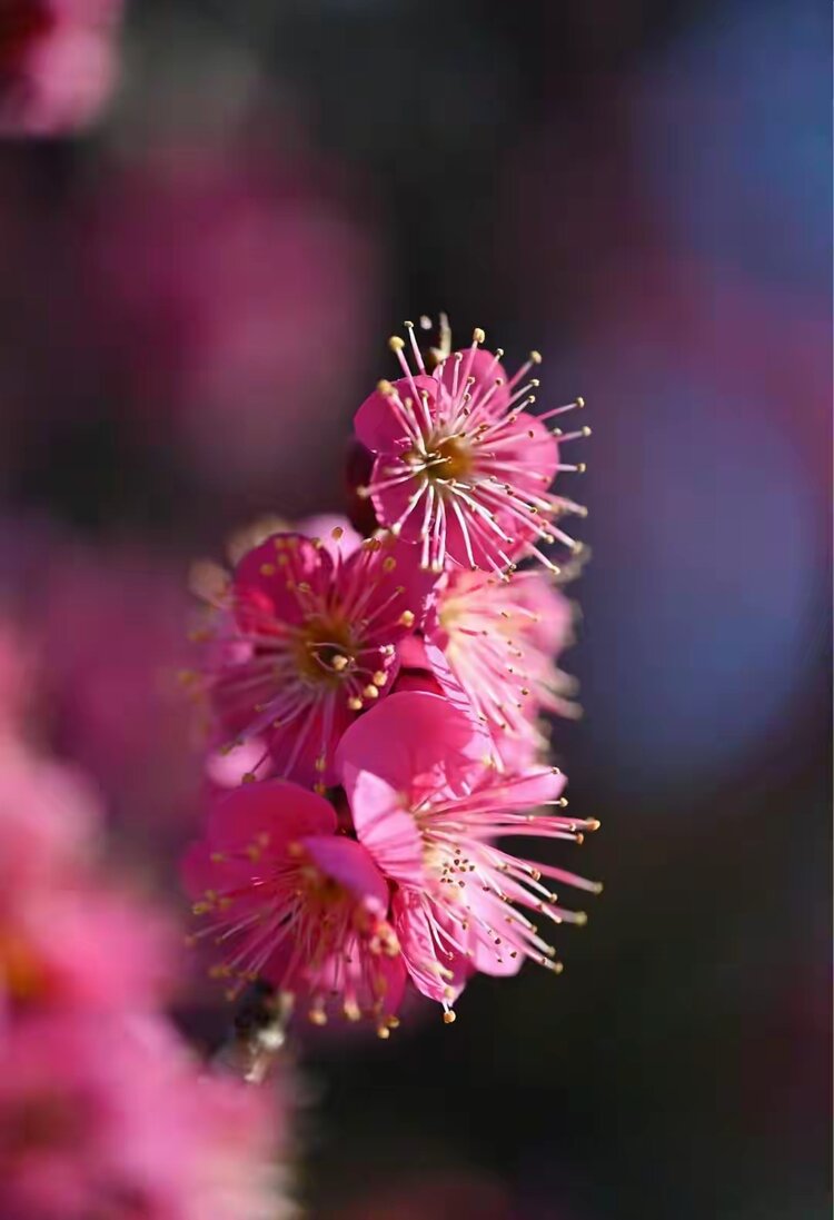 老书生【西窗剪烛】