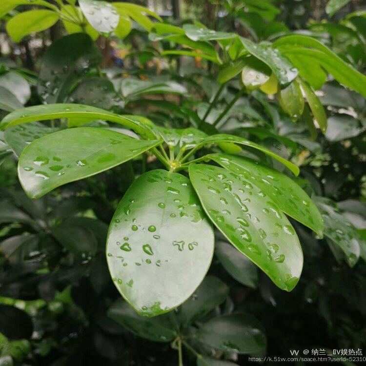 纳兰＿🎤V娱热点