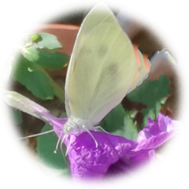 💞心✨援💞开心